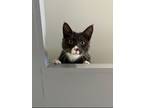 Adopt Aladdin a Domestic Short Hair