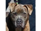 Adopt #6 Larry a Pit Bull Terrier, Boxer