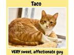 Adopt Taco (FCID# 01/18/2024 - 14 Brandywine PS) C a Tabby