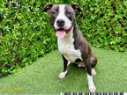 Adopt KENNEDY a Pit Bull Terrier