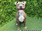 Adopt BRYCE a Pit Bull Terrier