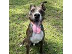 Adopt Chester a Boxer, Mixed Breed