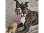 Adopt Chester a Boxer, Mixed Breed