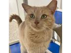 Adopt Cyclone a Domestic Short Hair