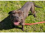Adopt OSCAR a Pit Bull Terrier, Mixed Breed