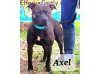 Adopt Axle a Mixed Breed