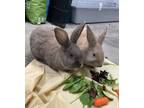 Adopt Peter Rabbit and Bungee a American