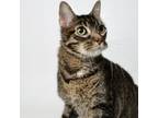 Adopt Wiggles a Domestic Short Hair