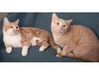 Adopt Mikey and Leo a Domestic Short Hair, Tabby