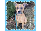 Adopt Enzo a Pit Bull Terrier