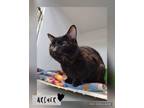 Adopt Archer a Domestic Short Hair