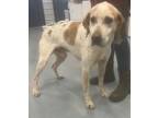 Adopt Patrick a English Coonhound