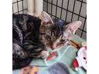 Adopt Phillip a Domestic Short Hair