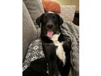 Adopt Mickie - adoption pending a Labrador Retriever, German Shepherd Dog