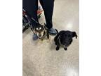 Adopt James - Fostered in Omaha a Labrador Retriever, German Shepherd Dog