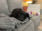 Adopt Lou - adoption pending a Labrador Retriever, German Shepherd Dog