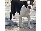 Boston Terrier Puppy for sale in Lake In The Hills, IL, USA