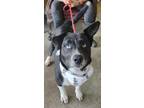 Adopt Boots a Siberian Husky, Border Collie