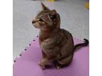 Adopt Mau Mau a Abyssinian