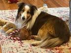 Adopt Toby a Shetland Sheepdog / Sheltie