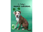 Adopt CONEY a Pit Bull Terrier
