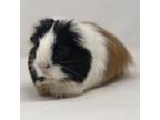 Adopt Cooper a Guinea Pig