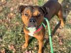 Adopt GIO a Rottweiler, Pit Bull Terrier
