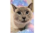 Cleopatra - Rc Petsmart, Siamese For Adoption In Chino, California