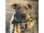 Princess, Border Terrier For Adoption In Merriam, Kansas