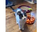 Amana, Domestic Shorthair For Adoption In Fond Du Lac, Wisconsin