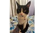 Harper, Domestic Shorthair For Adoption In Fond Du Lac, Wisconsin