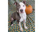 Lonnie - Courtesy Post, American Pit Bull Terrier For Adoption In Gates Mills