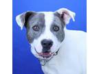Adopt Coyote- 021306S a Pit Bull Terrier