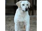 Izzy, Labrador Retriever For Adoption In Houston, Texas