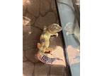 Leopard, Gecko For Adoption In South Salem, New York