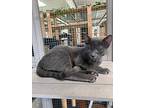 Pepper, Domestic Shorthair For Adoption In Ventura, California