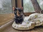 Kimmie, Calico For Adoption In Fulton, Texas