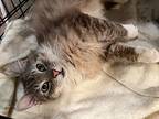 Sebastian, Domestic Longhair For Adoption In Colmar, Pennsylvania