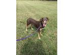 Asher, Doberman Pinscher For Adoption In Winchester, Tennessee