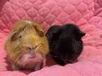 Ziggy & Raya, Guinea Pig For Adoption In Tujunga, California
