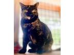 Star, Domestic Shorthair For Adoption In Mobile, Alabama