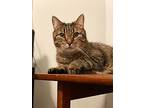 Myrtle, Domestic Shorthair For Adoption In Markham, Ontario