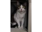 Rocky Horror, Domestic Shorthair For Adoption In Los Angeles, California