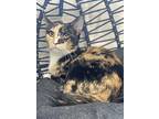 Sakina, Domestic Shorthair For Adoption In Panama City Beach, Florida