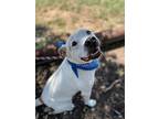 Achillies, American Staffordshire Terrier For Adoption In Harper, Texas
