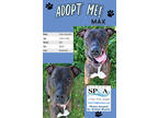 Max, American Pit Bull Terrier For Adoption In Niagara Falls, New York