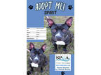 Spirit, American Pit Bull Terrier For Adoption In Niagara Falls, New York