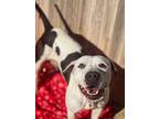Beauty, American Pit Bull Terrier For Adoption In Phoenix, Arizona