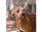 Rachel, Labrador Retriever For Adoption In Rossville, Tennessee