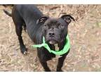Stone, American Pit Bull Terrier For Adoption In Rossville, Tennessee